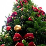 220px-Christmas_tree_sxc_hu